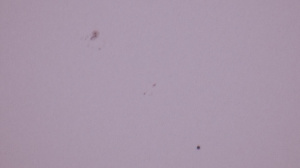 2016-05-09 Mercury transit of the Sun with sunspots in white lig